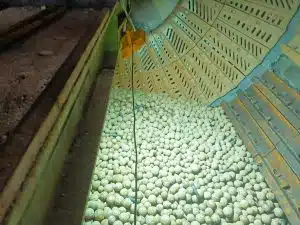 Interior of a ball mill filled with high-hardness steel grinding balls from Shandong Gangyan Grinding Ball Co., Ltd. during on-site service at a copper-molybdenum mine